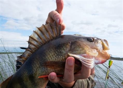 鱖魚爲什麼會有臭味：探討鱖魚風味背後的多樣解構