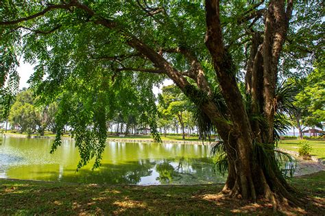 宣化公園裡的樹木是否比別處的更茂盛?